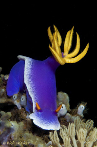 Hypselodoris apolegma.  D300/Inon Strobes/105mm by Richard Witmer 